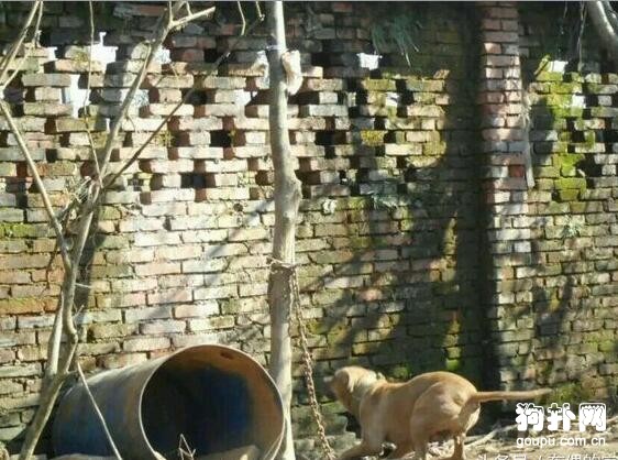 狗狗肌肉訓練方法- 猛犬肌肉訓練秘笈