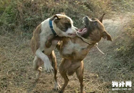 狗狗肌肉訓練方法- 猛犬肌肉訓練秘笈