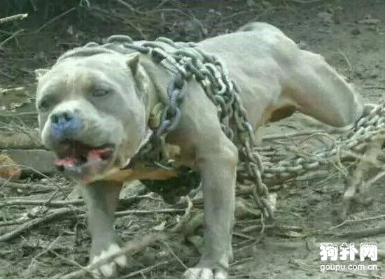 狗狗肌肉訓練方法- 猛犬肌肉訓練秘笈