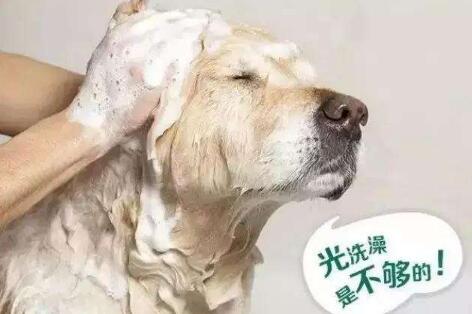 夏天如何幫小狗搞好防蟲工作上,小狗夏季維護保養專業技能!