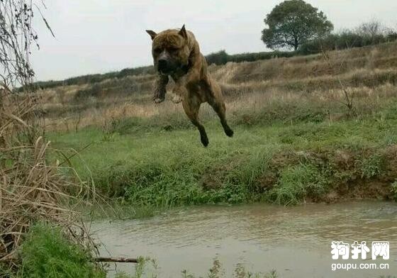 狗狗肌肉訓練方法- 猛犬肌肉訓練秘笈