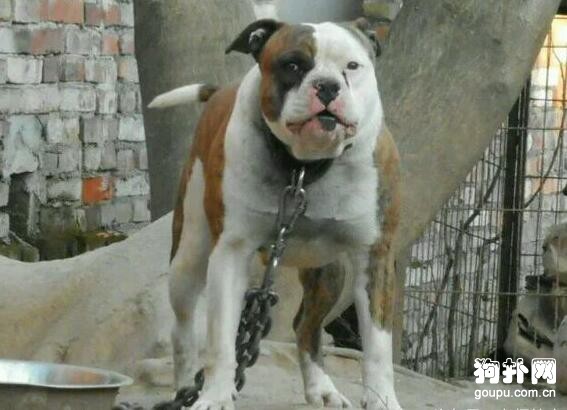狗狗肌肉訓練方法- 猛犬肌肉訓練秘笈