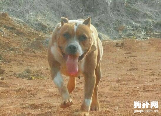 狗狗肌肉訓練方法- 猛犬肌肉訓練秘笈