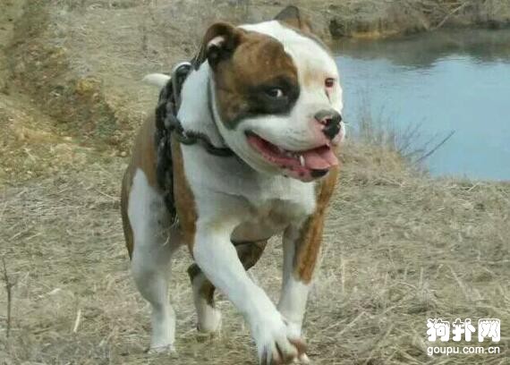 狗狗肌肉訓練方法- 猛犬肌肉訓練秘笈