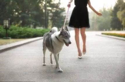 <a href=/ target=_blank class=infotextkey>寵物</a>訓練 | 避免外出被狗咬遛，教你幾個狗狗隨行訓練