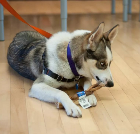 寵物醫生說：狗的資源保護 Academy Vet Talk:Resource Guarding in Dogs