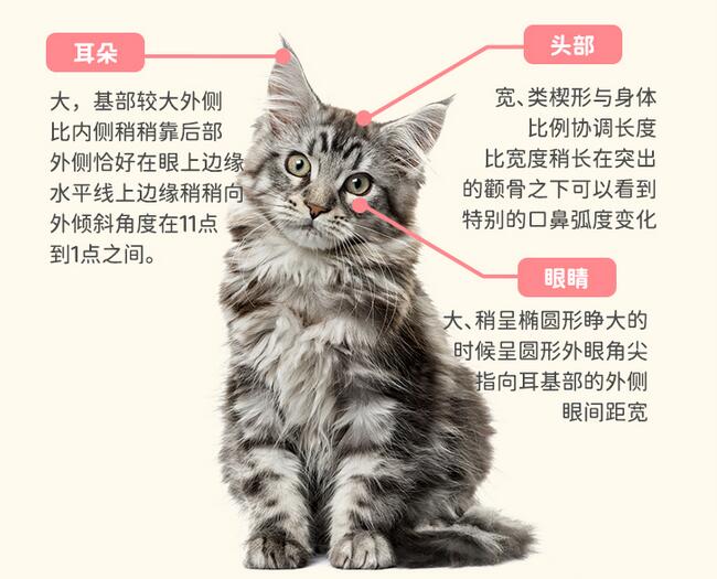 緬因貓幼貓純種巨型緬因庫恩貓賽