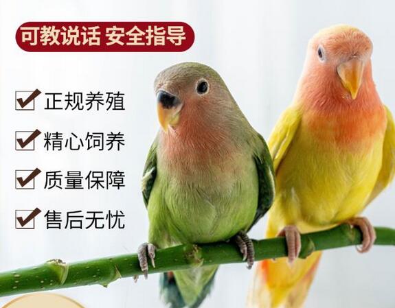牡丹鸚鵡活鳥活物手養黃桃綠桃小鳥會學說話