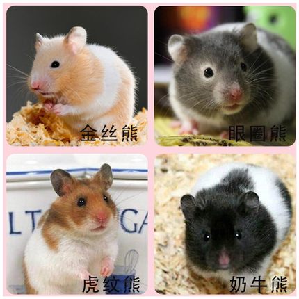 【隨身寵物】小倉鼠活物三線紫倉