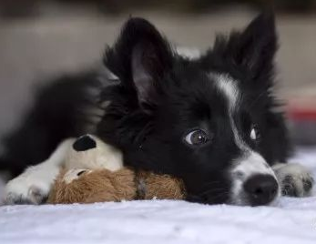 寵物醫生說：狗的資源保護 Academy Vet Talk:Resource Guarding in Dogs