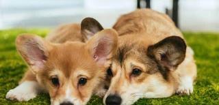 有關致死率非常高的犬瘟細小，你不得不了解的2件事！