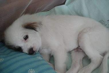有關致死率非常高的犬瘟細小，你不得不了解的2件事！