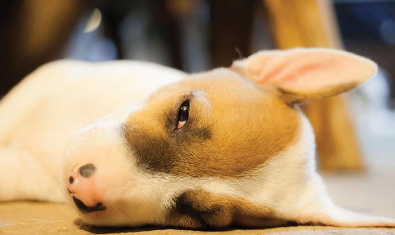 幼犬嘔吐？得立即高度重視，要不然怕是細微搶走狗狗命