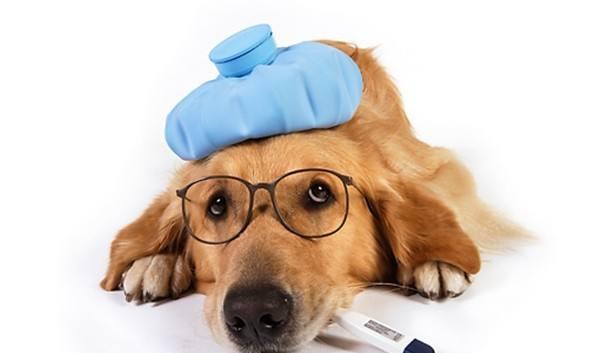有關致死率非常高的犬瘟細小，你不得不了解的2件事！