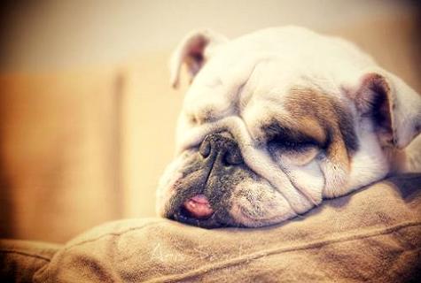 狗狗感冒和犬瘟熱的區別是什么?鏟屎官必看!