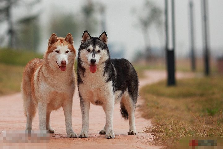 狗狗為什么會吃自己的便便？