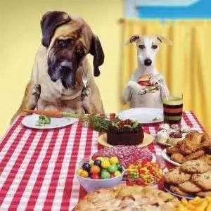 狗狗護食是好事嗎？