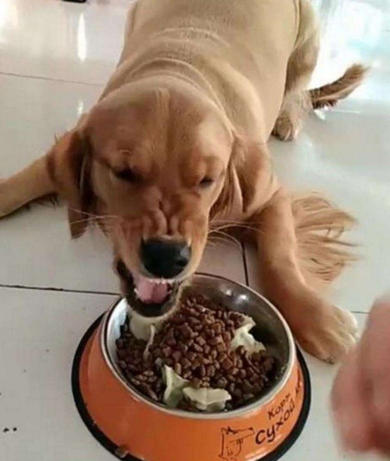 <a href=/zhonglei/gou/ target=_blank class=infotextkey>狗</a>狗護食是好事嗎？