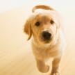新寵主人如何給愛犬測量體溫？”