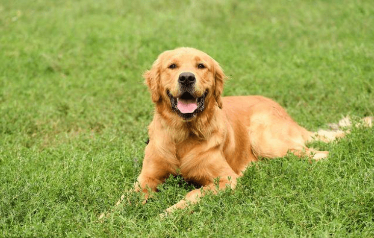 狗狗狂犬病替伏期數最多多長時間?如何避免 得狂犬病毒的風險性?