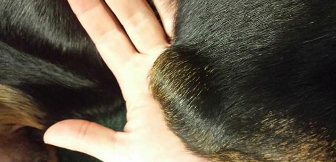 狗狗肘上發生腫塊？很有可能是得了滑囊炎了，別讓它再次睡木地板了