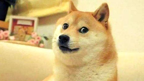 秋田犬健康的身體可以依據嘴巴的色調辨別嗎?狗狗健康!