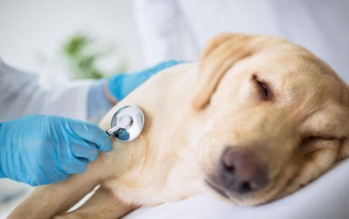 狗狗睡覺抽搐是否犬瘟？
