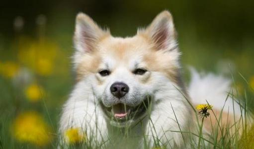 狗毛有狂犬病毒嗎