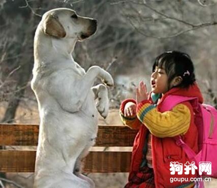 訓練狗狗拱手拜年的步驟