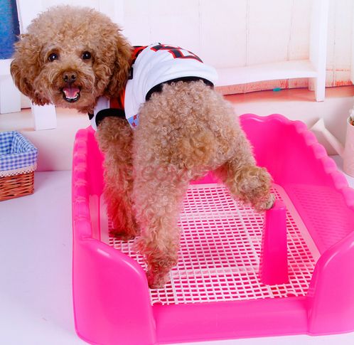 怎么教會狗狗去定點上廁所？