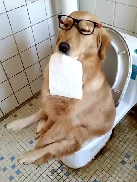 怎么教會狗狗去定點上廁所？