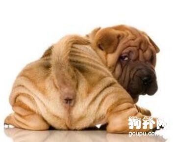 如何訓練狗狗定點大小便