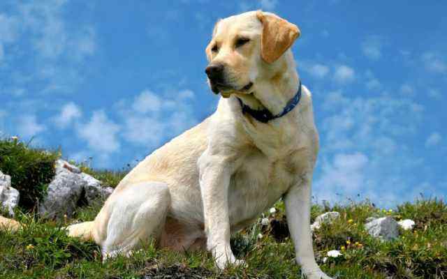 拉布拉多犬干咳嗽干嘔怎么辦？理應用什么方法來醫治？