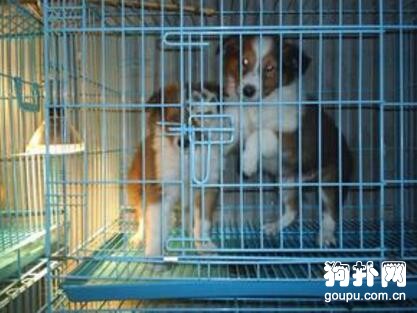 如何訓練狗狗適應寵物箱