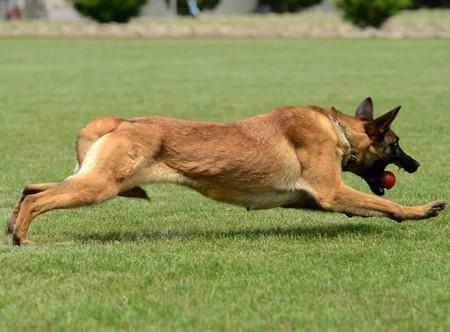 馬犬眼屎多是怎么回事