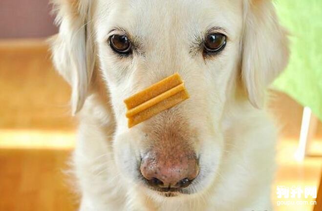 如何訓練狗狗接住鼻子上掉下來的食物