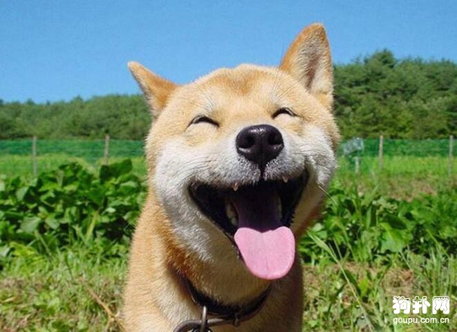如何訓練狗狗微笑