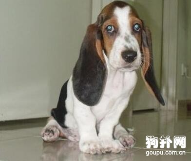 如何訓練狗狗定點大小便