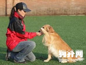狗狗趴下和握手訓練實用方法
